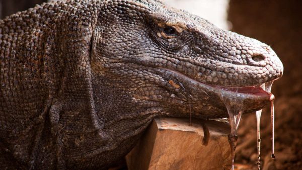 Rinca & Komodo Island Tour 3D2N
